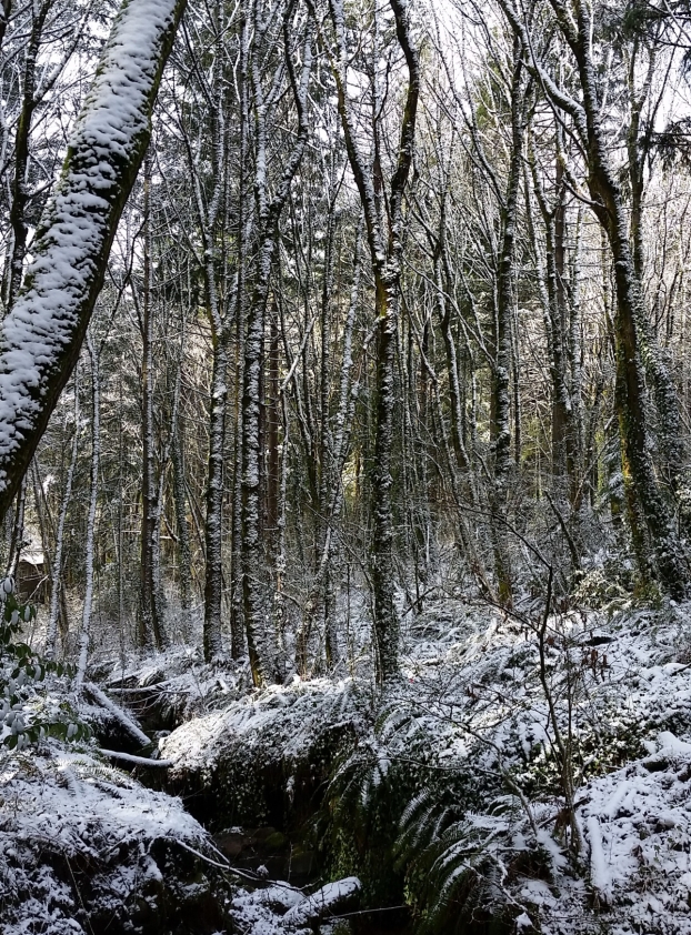 frozen woods
